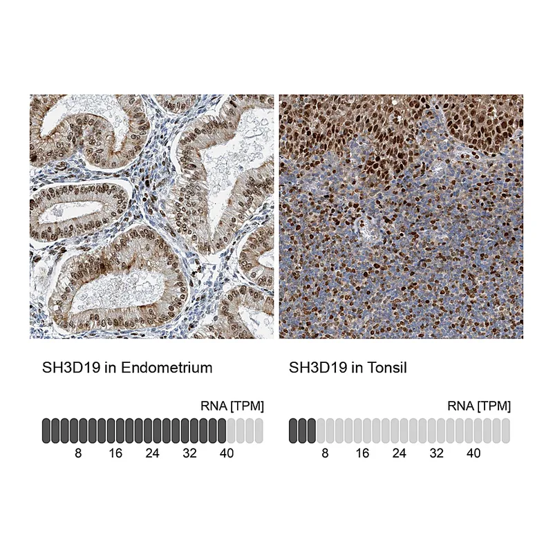 Atlas Antibodies Anti-SH3D19 Antibody