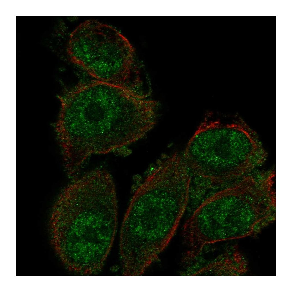 Atlas Antibodies Anti-SH3D19 Antibody