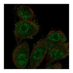 Atlas Antibodies Anti-SH3D19 Antibody