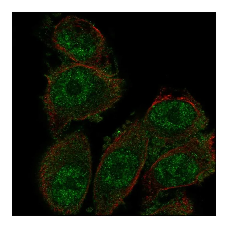 Atlas Antibodies Anti-SH3D19 Antibody