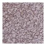 Atlas Antibodies Anti-SH3D21 Antibody