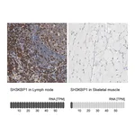 Atlas Antibodies Anti-SH3KBP1 Antibody