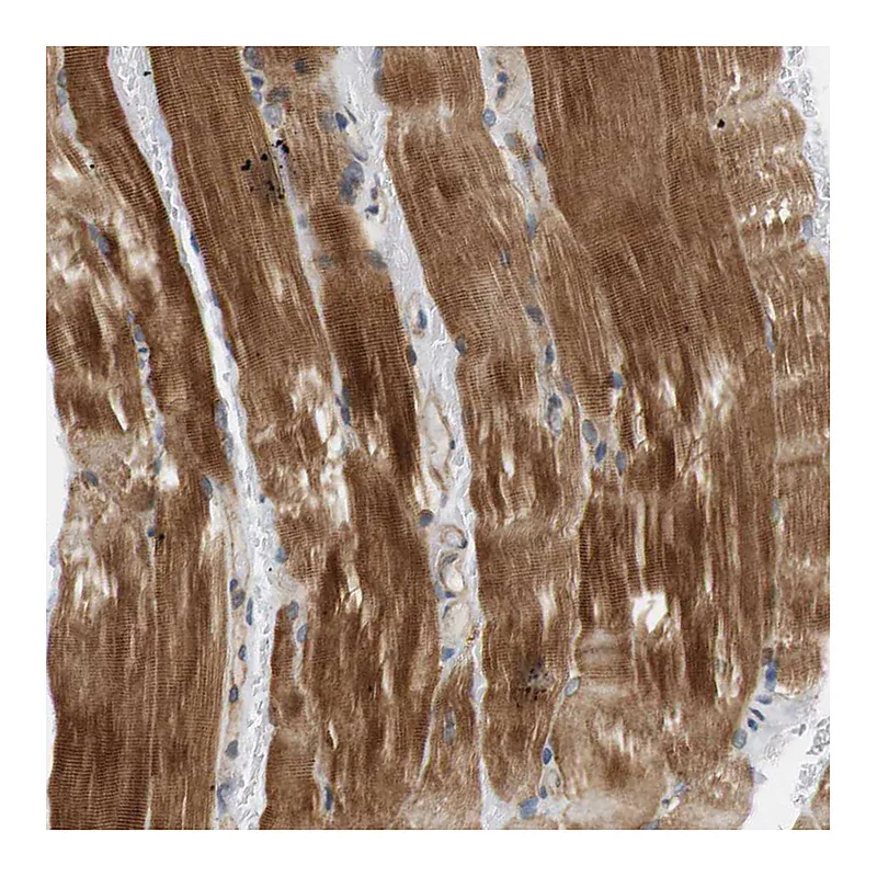 Atlas Antibodies Anti-SH3GLB1 Antibody