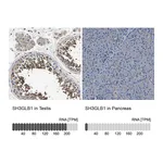 Atlas Antibodies Anti-SH3GLB1 Antibody