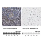 Atlas Antibodies Anti-SH3KBP1 Antibody