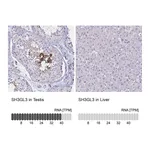 Atlas Antibodies Anti-SH3GL3 Antibody