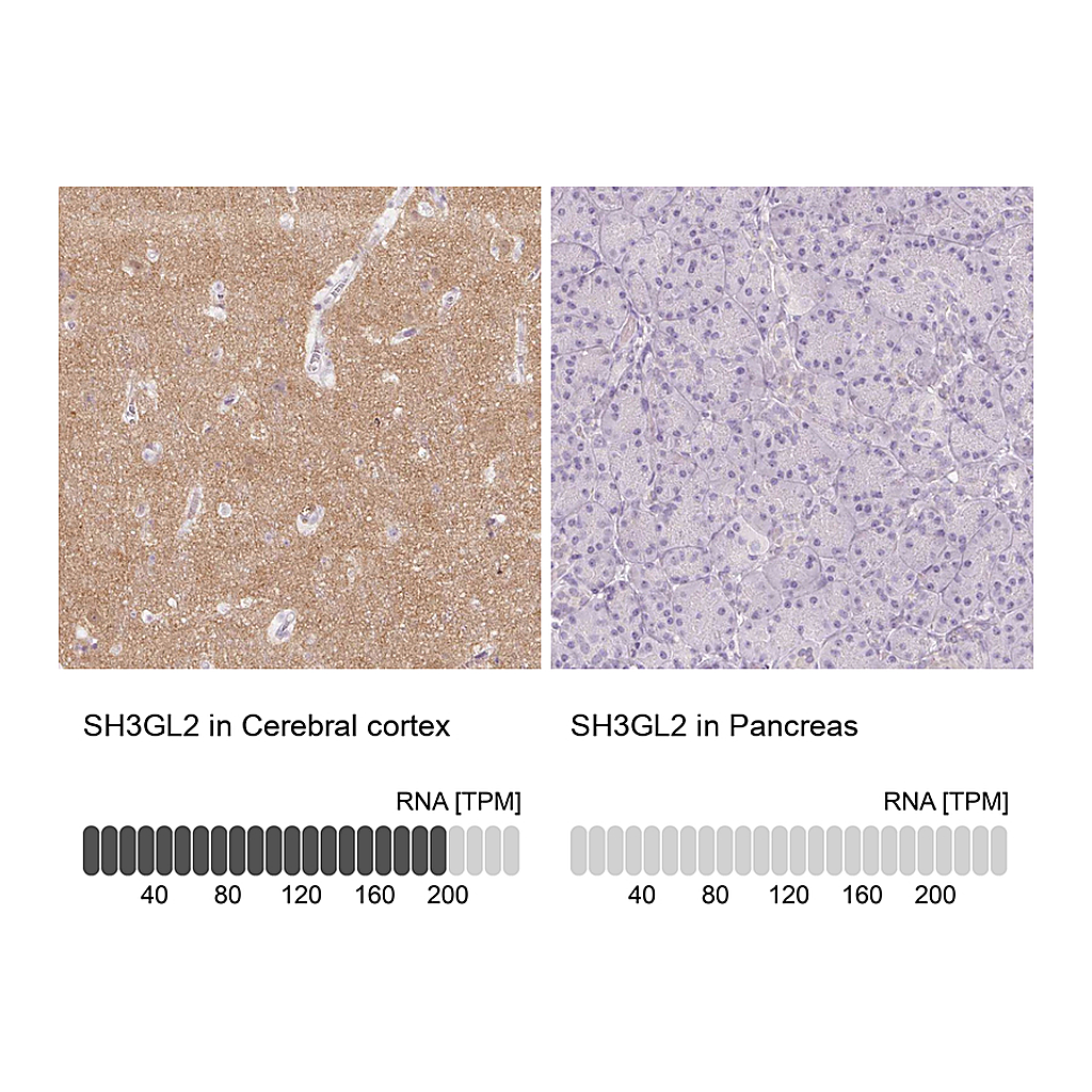 Atlas Antibodies Anti-SH3GL2 Antibody