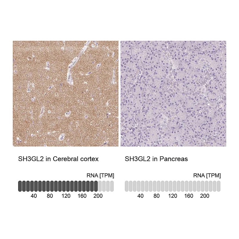 Atlas Antibodies Anti-SH3GL2 Antibody