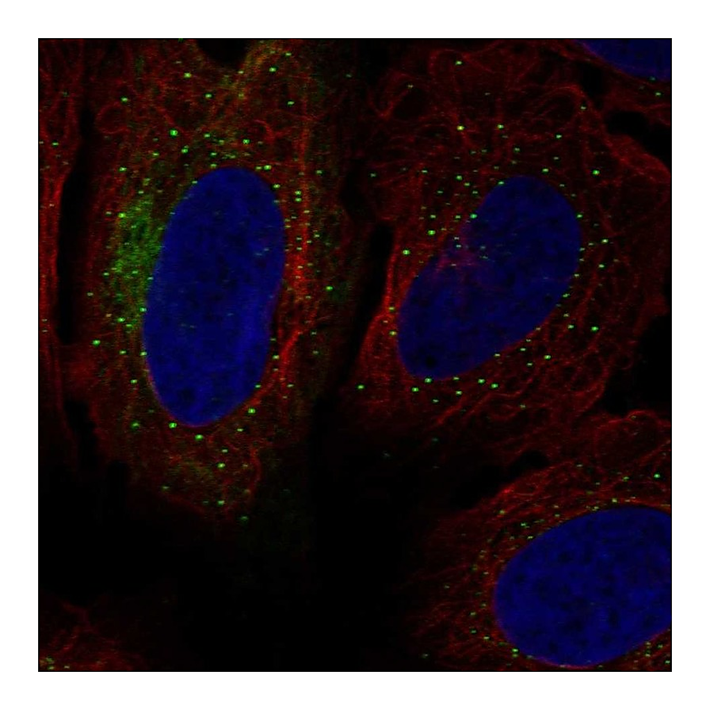 Atlas Antibodies Anti-SH3RF1 Antibody