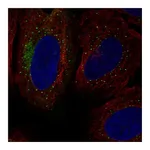Atlas Antibodies Anti-SH3RF1 Antibody