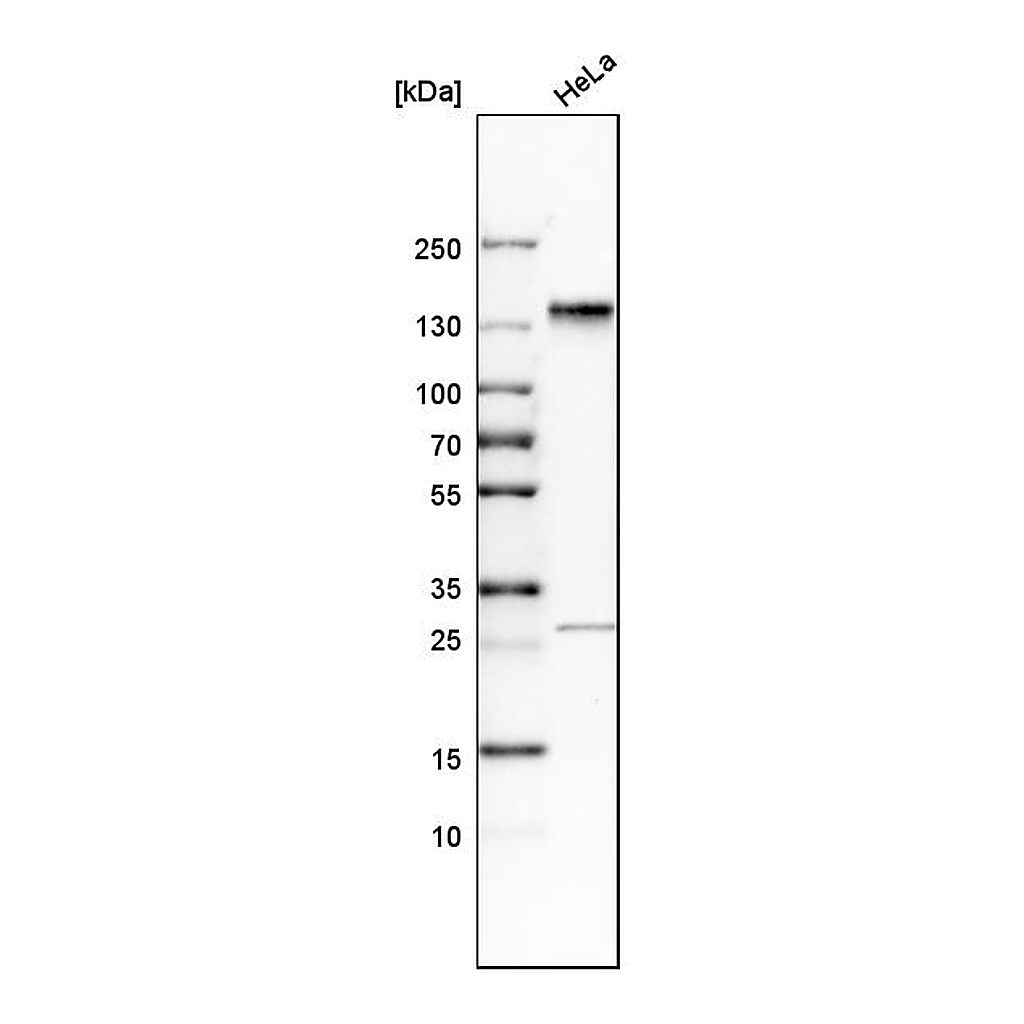 Atlas Antibodies Anti-SH3PXD2A Antibody