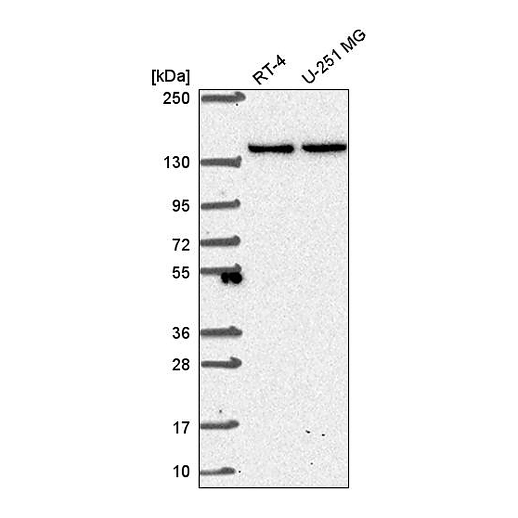 Atlas Antibodies Anti-SH3TC1 Antibody