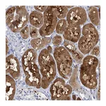 Atlas Antibodies Anti-SH3YL1 Antibody