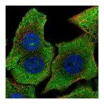 Atlas Antibodies Anti-SHB Antibody