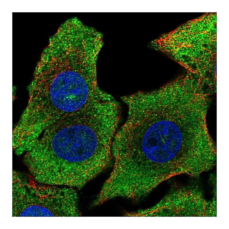 Atlas Antibodies Anti-SHB Antibody