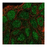 Atlas Antibodies Anti-SHC3 Antibody