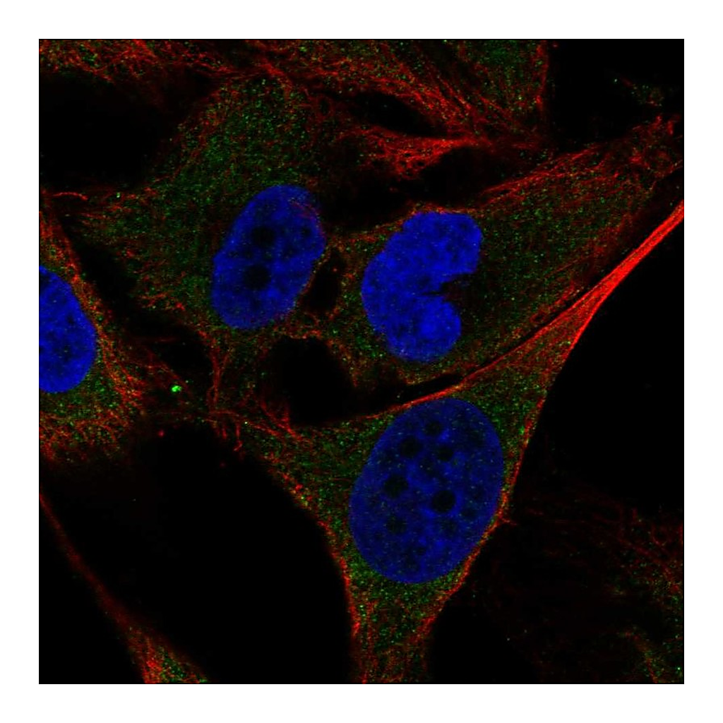 Atlas Antibodies Anti-SHC4 Antibody