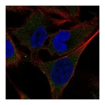 Atlas Antibodies Anti-SHC4 Antibody