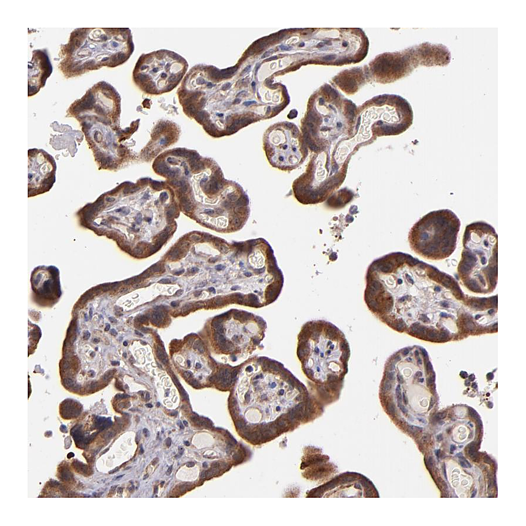 Atlas Antibodies Anti-SHC1 Antibody