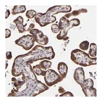 Atlas Antibodies Anti-SHC1 Antibody