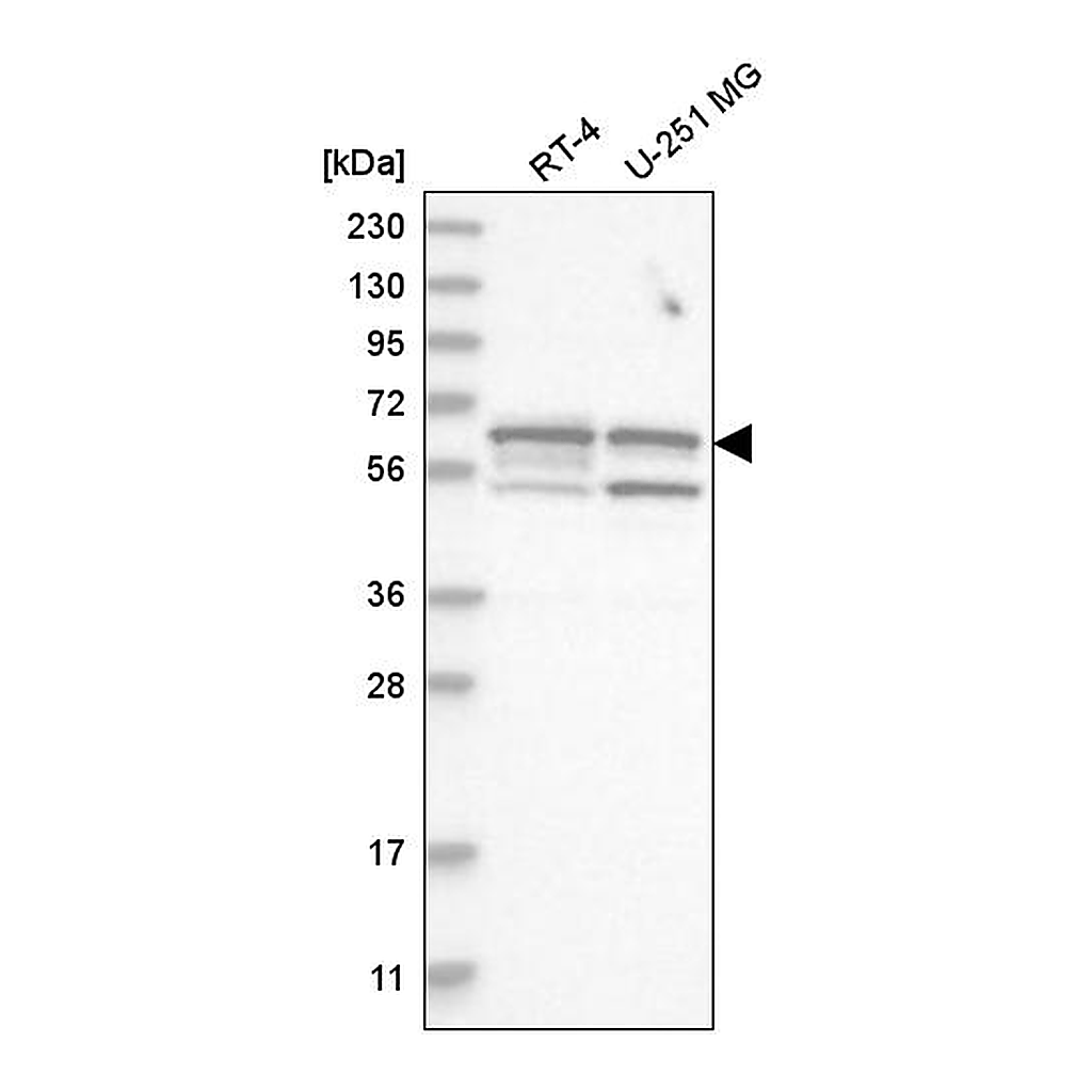 Atlas Antibodies Anti-SHC3 Antibody