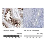 Atlas Antibodies Anti-SHCBP1L Antibody