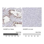 Atlas Antibodies Anti-SHCBP1L Antibody