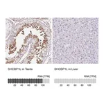 Atlas Antibodies Anti-SHCBP1L Antibody