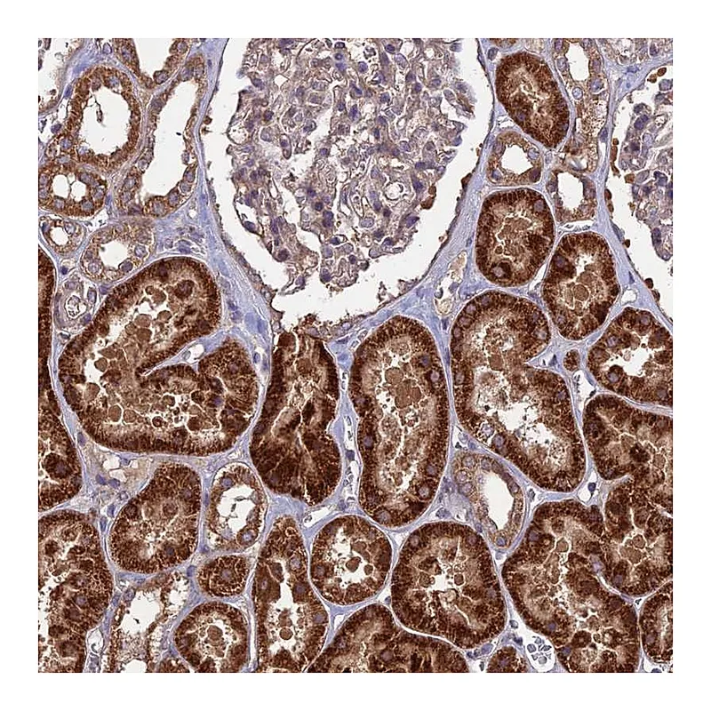 Atlas Antibodies Anti-SHISA5 Antibody