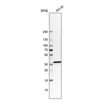 Atlas Antibodies Anti-SHISA2 Antibody