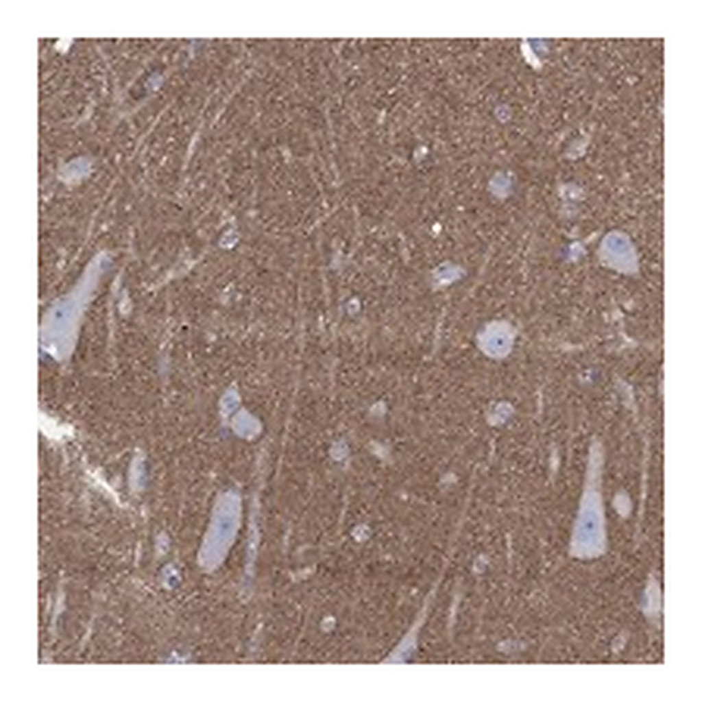Atlas Antibodies Anti-SHISA4 Antibody