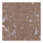Atlas Antibodies Anti-SHISA4 Antibody