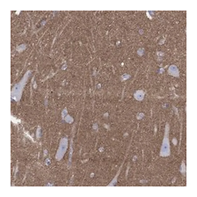 Atlas Antibodies Anti-SHISA4 Antibody