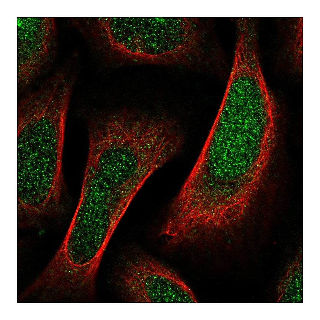 Atlas Antibodies Anti-SHF Antibody