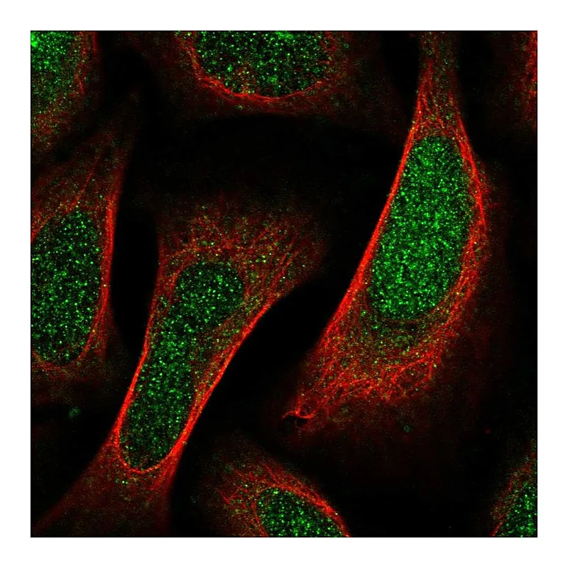 Atlas Antibodies Anti-SHF Antibody