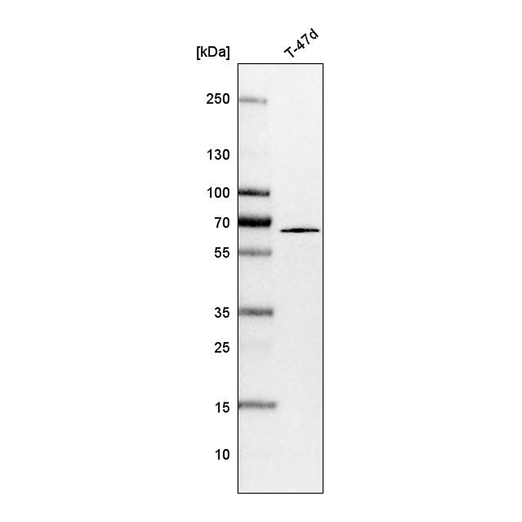 Atlas Antibodies Anti-SHOC2 Antibody