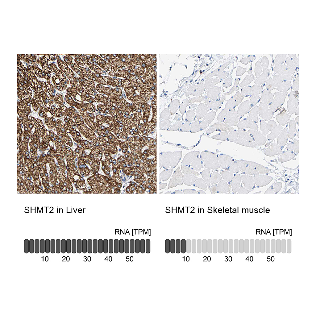 Atlas Antibodies Anti-SHMT2 Antibody