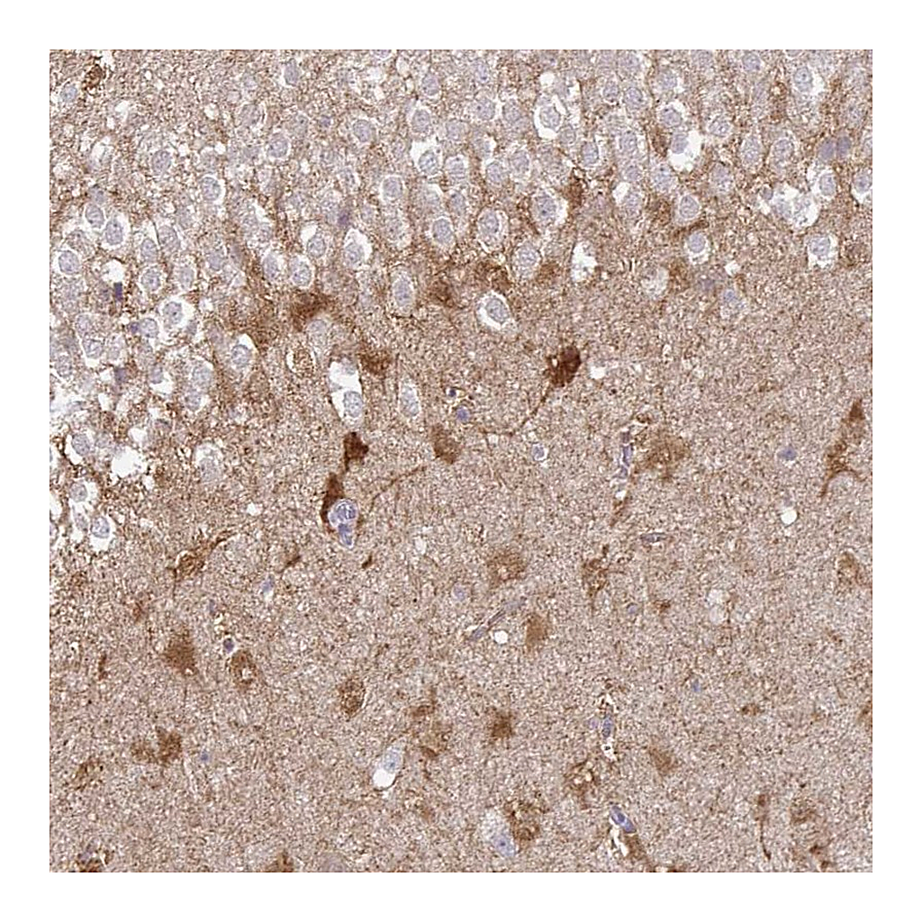 Atlas Antibodies Anti-SHISA4 Antibody
