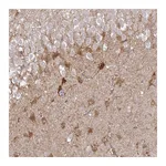 Atlas Antibodies Anti-SHISA4 Antibody
