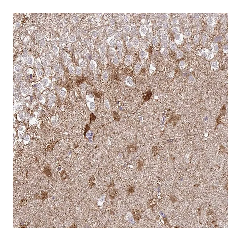 Atlas Antibodies Anti-SHISA4 Antibody