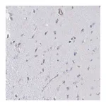 Atlas Antibodies Anti-SHISA7 Antibody