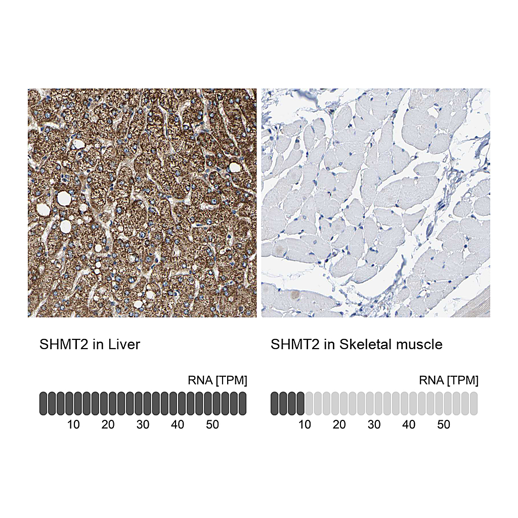 Atlas Antibodies Anti-SHMT2 Antibody
