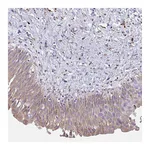 Atlas Antibodies Anti-SHROOM1 Antibody