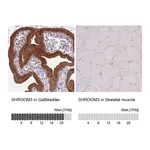 Atlas Antibodies Anti-SHROOM3 Antibody