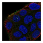 Atlas Antibodies Anti-SHROOM2 Antibody