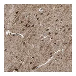 Atlas Antibodies Anti-SHROOM4 Antibody