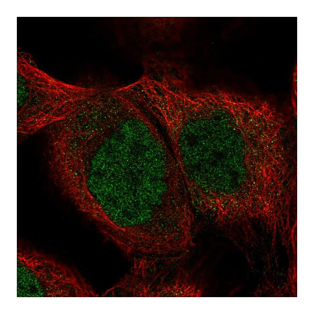 Atlas Antibodies Anti-SHQ1 Antibody