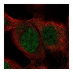 Atlas Antibodies Anti-SHQ1 Antibody
