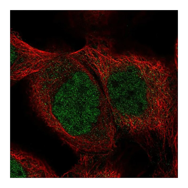 Atlas Antibodies Anti-SHQ1 Antibody