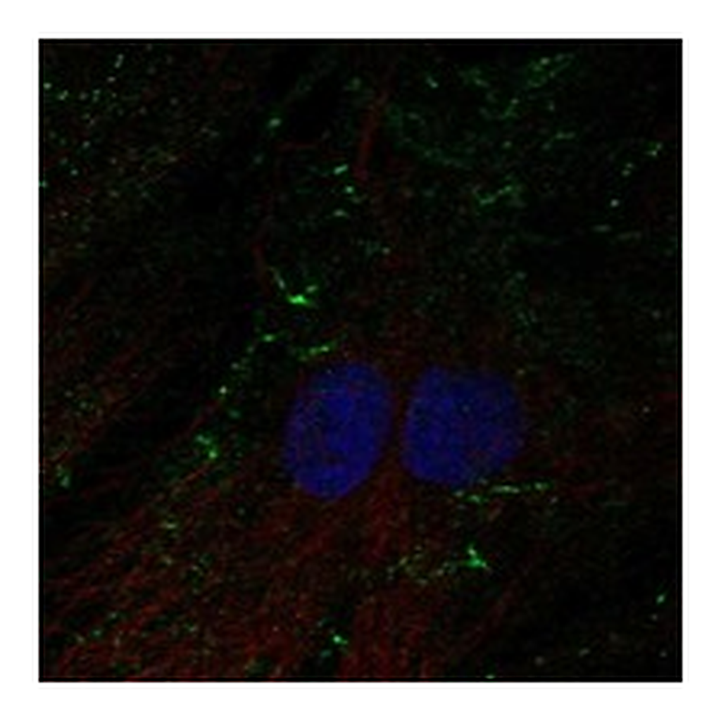 Atlas Antibodies Anti-SHROOM4 Antibody
